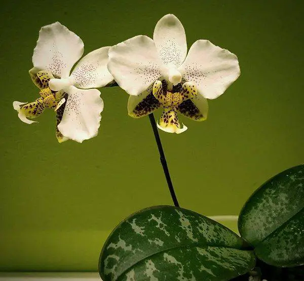 phalaenopsis stuartiana var. punctatissima