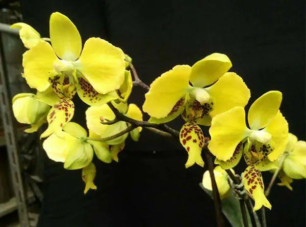 phalaenopsis stuartiana var.nobilis