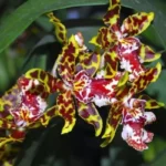 yellow oncidium dancing lady orchid
