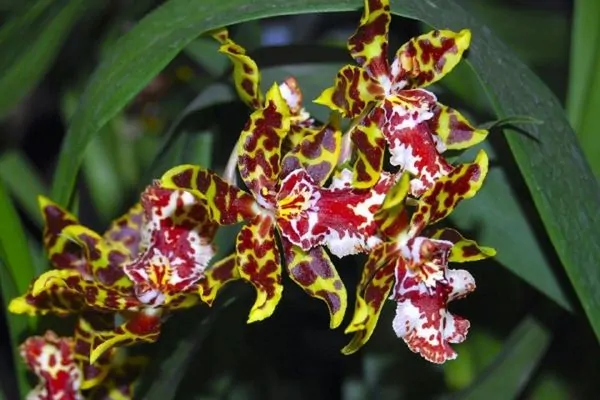 yellow oncidium dancing lady orchid