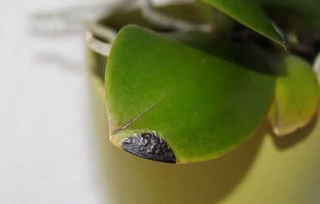 causes of orchid leaves turning black