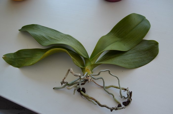 causes of orchid leaves wrinkled and limp