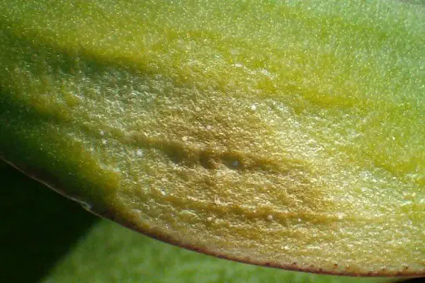 different burns on orchid leaves
