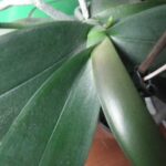 how to polish orchid leaves