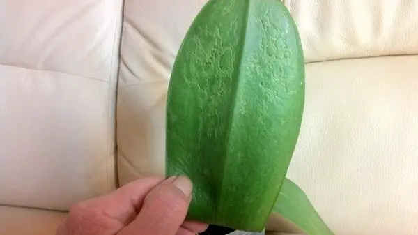 how do you fix shriveled orchid leaves
