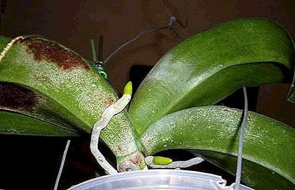 how to fix orchid leaves curling
