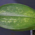 orchid leaf diseases
