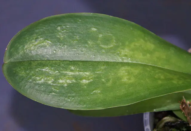 orchid leaf diseases