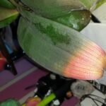 Why Orchid Leaves Turning Red? Causes And Treatment (Guide)