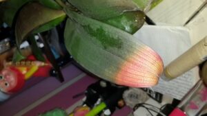 Why Orchid Leaves Turning Red? Causes And Treatment (Guide)
