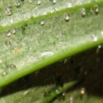 Causes of Orchid Sticky Leaves and Treatment (Expert Care)