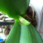 orchid stopped growing leaves