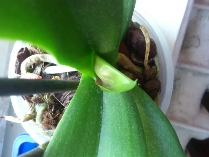orchid stopped growing leaves