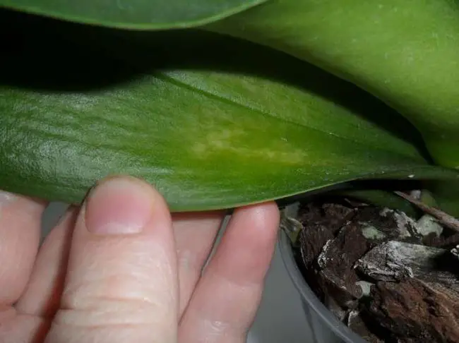 pests involve in orchid leaves shriveling
