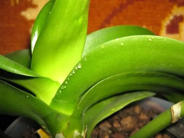 prevent orchid from sticky leaves problem