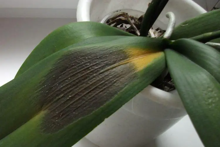 symptoms of orchid leaves turning black