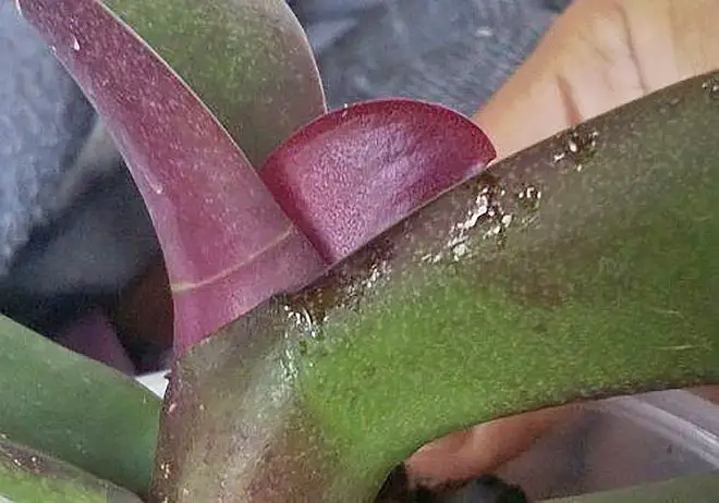 treatment for orchid leaves turning red