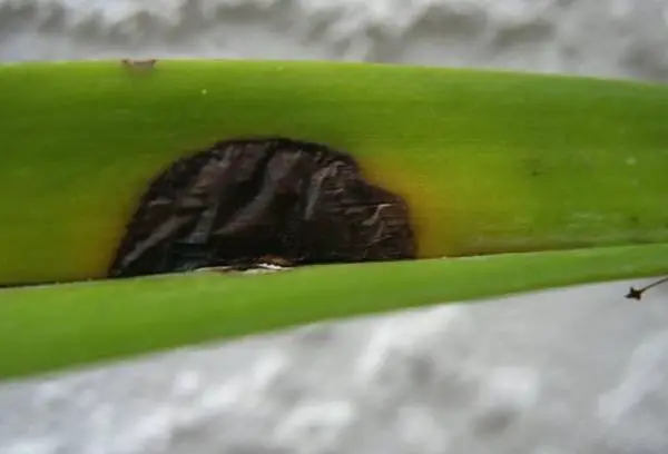 treatments for orchid leaves turning black