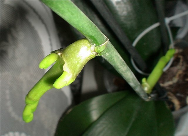 treatments for orchid stopped growing leaves