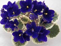 violet flower beginner guide