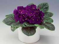violet flower types species