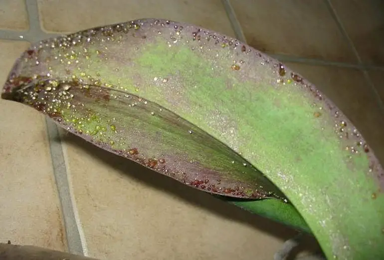 cause of sticky orchid leaves
