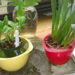 Why Do Orchid Leaves Curling? Reasons, Fix, Prevention Guide