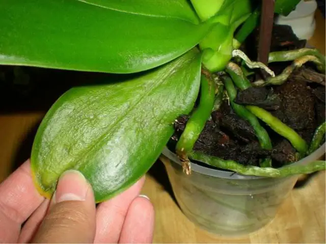 orchid leaves shriveling due to different diseases