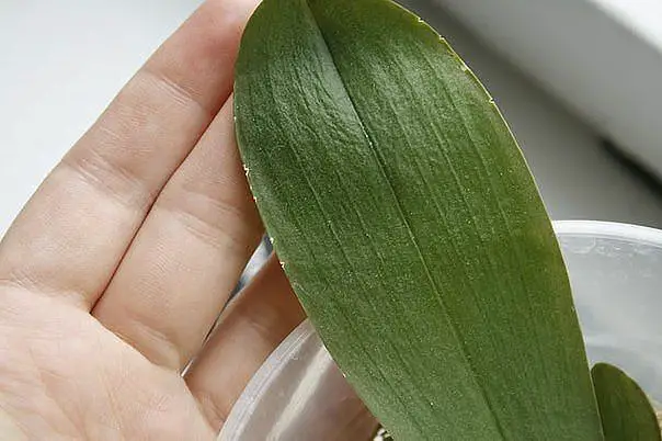 orchid leaves wrinkled and limp due to insufficient watering