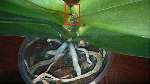 orchid lost all leaves due to infection