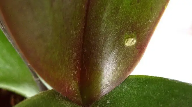 prevent orchid leaves turning reddish