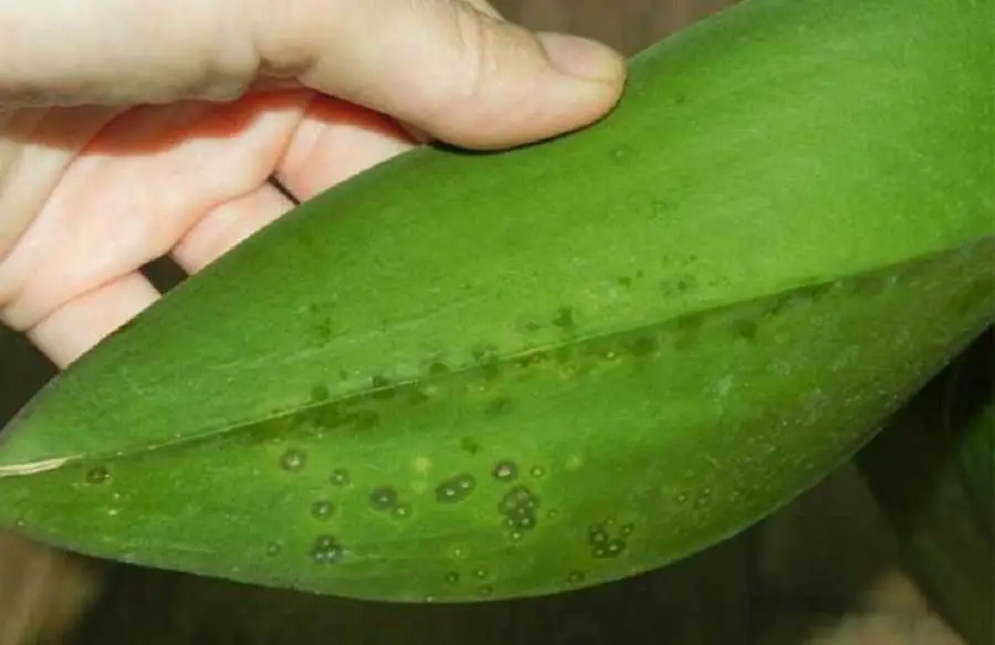 spots on orchid leaves
